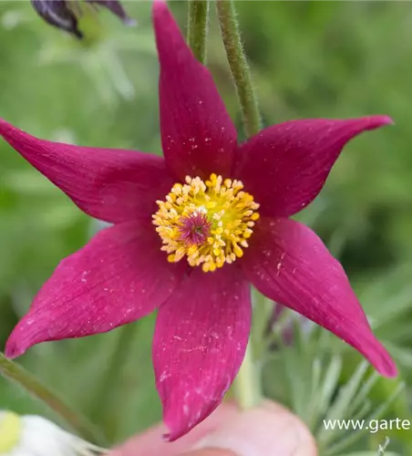 Rotblühende Garten-Kuhschelle 'Rote Glocke'