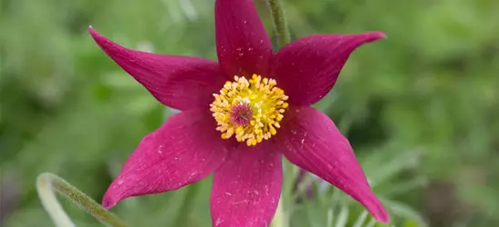 Rotblühende Garten-Kuhschelle 'Rote Glocke'