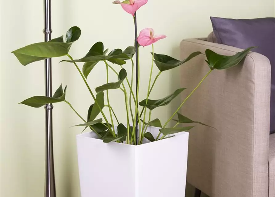 Anthurium x andreanum