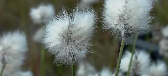 Scheidiges Wollgras