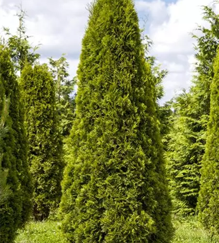 Thuja occidentalis 'Smaragd'