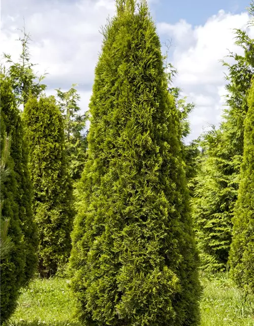 Thuja occidentalis 'Smaragd'