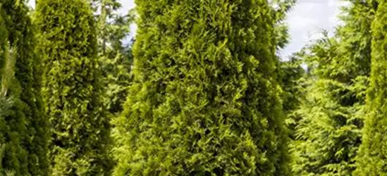 Thuja occidentalis 'Smaragd'