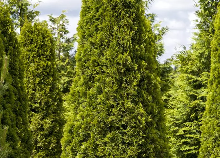 Thuja occidentalis 'Smaragd'