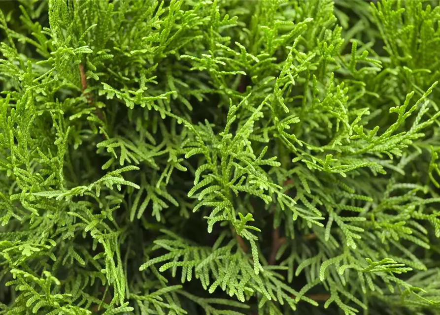 Thuja occidentalis 'Smaragd'