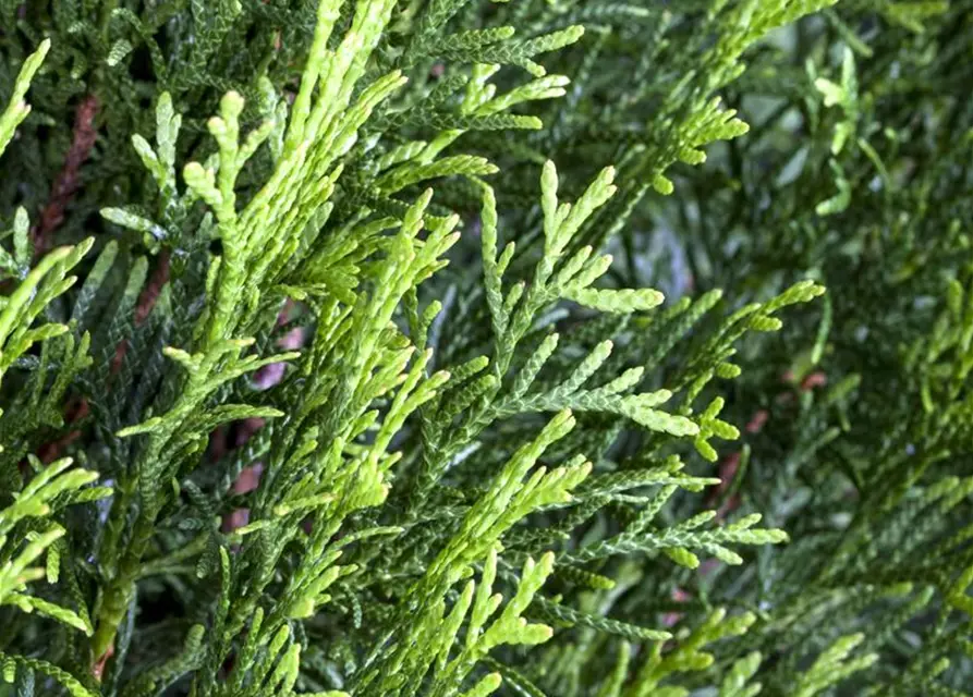 Thuja occidentalis 'Smaragd'