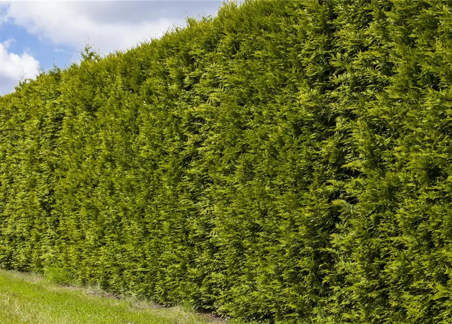 Thuja occidentalis 'Smaragd'