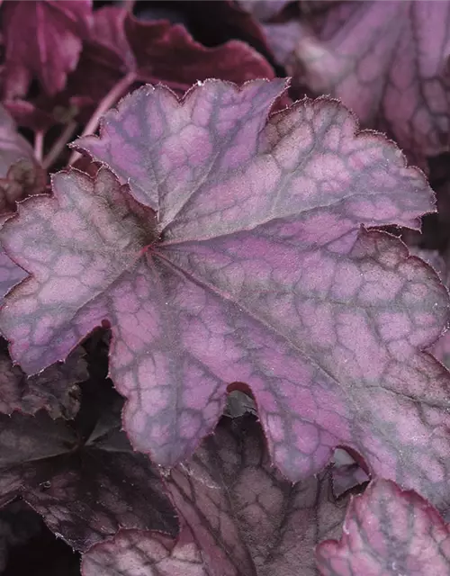 Purpurglöckchen 'Blackberry Jam'