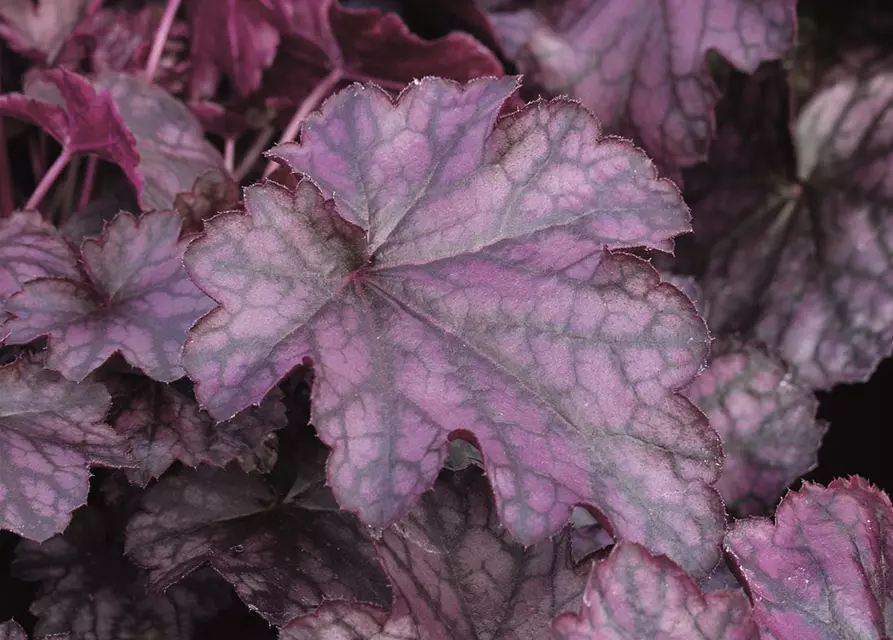 Purpurglöckchen 'Blackberry Jam'