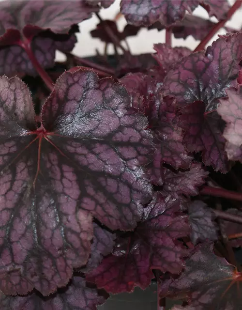 Purpurglöckchen 'Blackberry Jam'