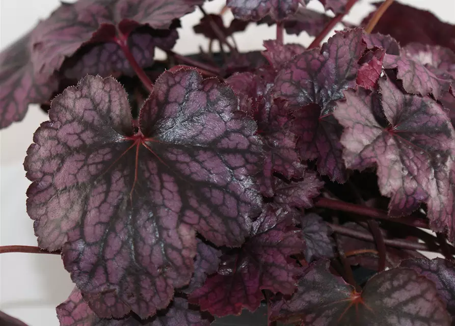 Purpurglöckchen 'Blackberry Jam'