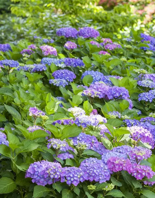 Hydrangea macrophylla