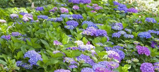 Hydrangea macrophylla