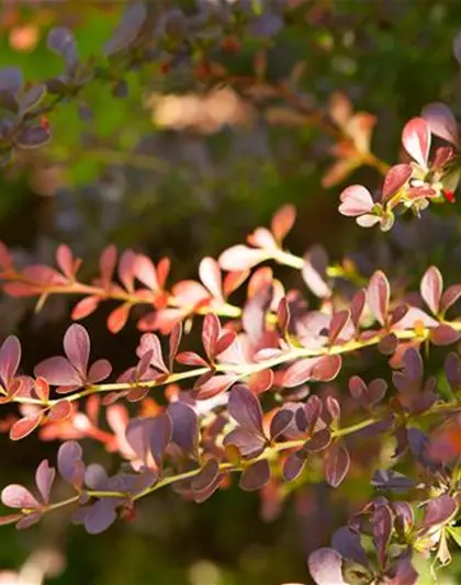 Rote Heckenberberitze 'Atropurpurea'