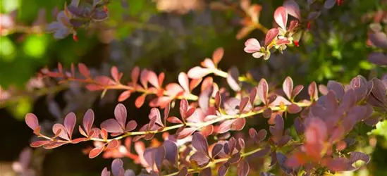 Rote Heckenberberitze 'Atropurpurea'