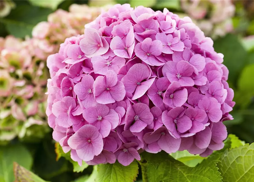 Hydrangea macrophylla