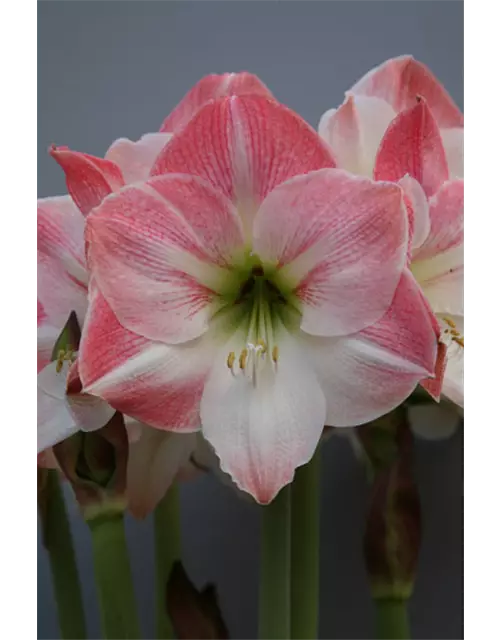 Ritterstern 'Apple Blossom'