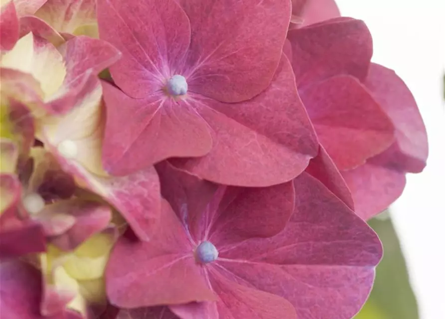 Hydrangea macrophylla