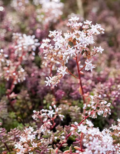 Sedum album 'Coral Carpet'