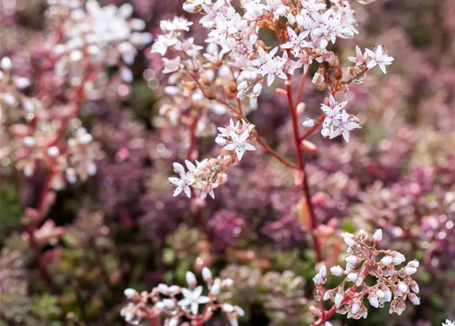 Sedum album 'Coral Carpet'