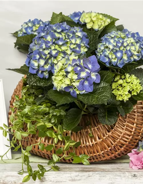 Hydrangea macrophylla, blau