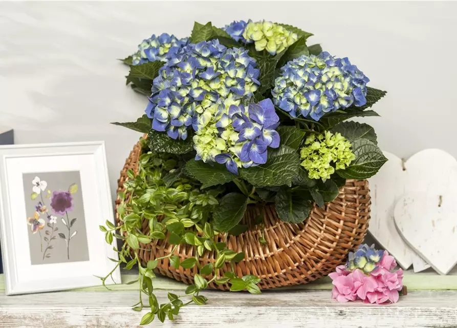 Hydrangea macrophylla, blau