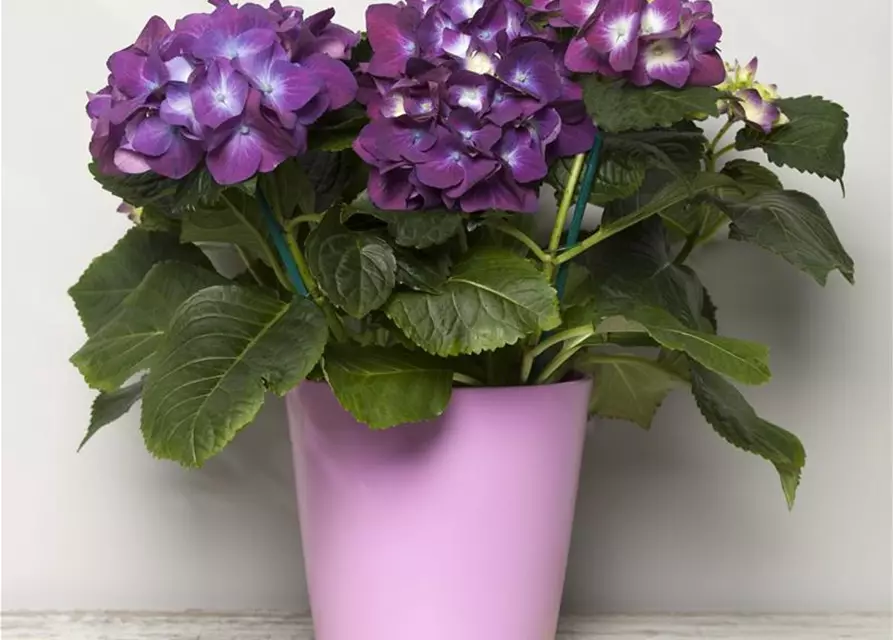 Hydrangea macrophylla