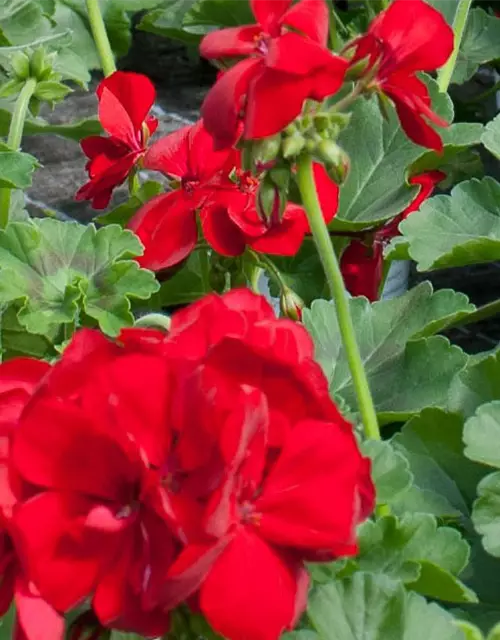 Pelargonie Calliope® 'Dark Red'