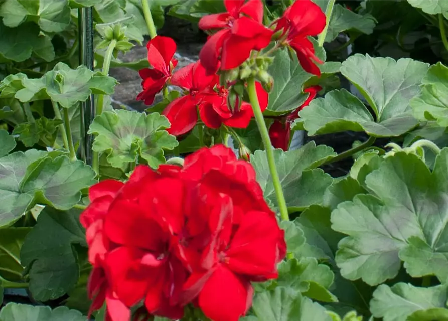 Pelargonie Calliope® 'Dark Red'