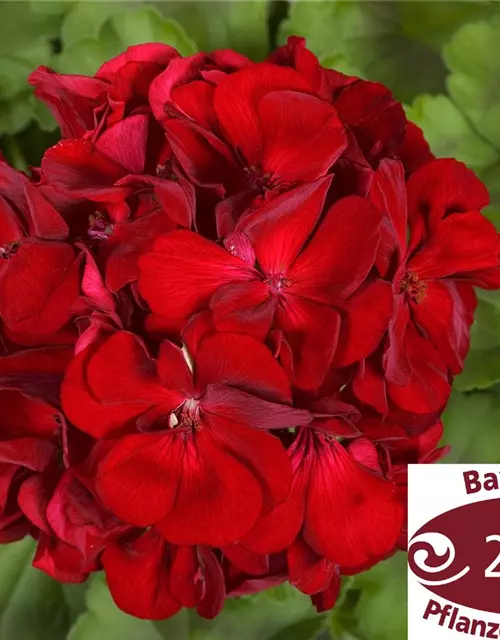 Pelargonie Calliope® 'Dark Red'