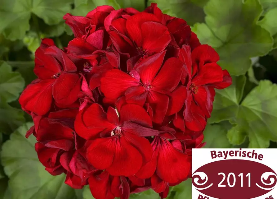 Pelargonie Calliope® 'Dark Red'