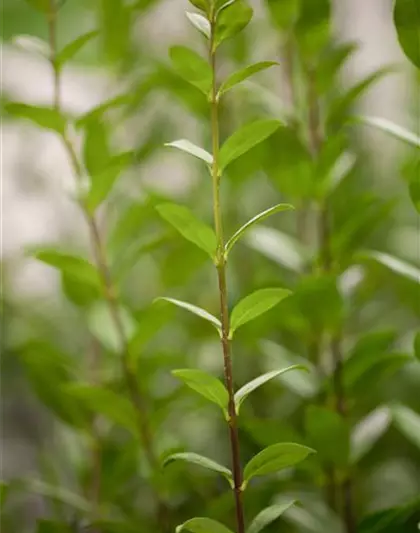 Schwarzgrüner Liguster 'Atrovirens'