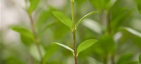 Schwarzgrüner Liguster 'Atrovirens'