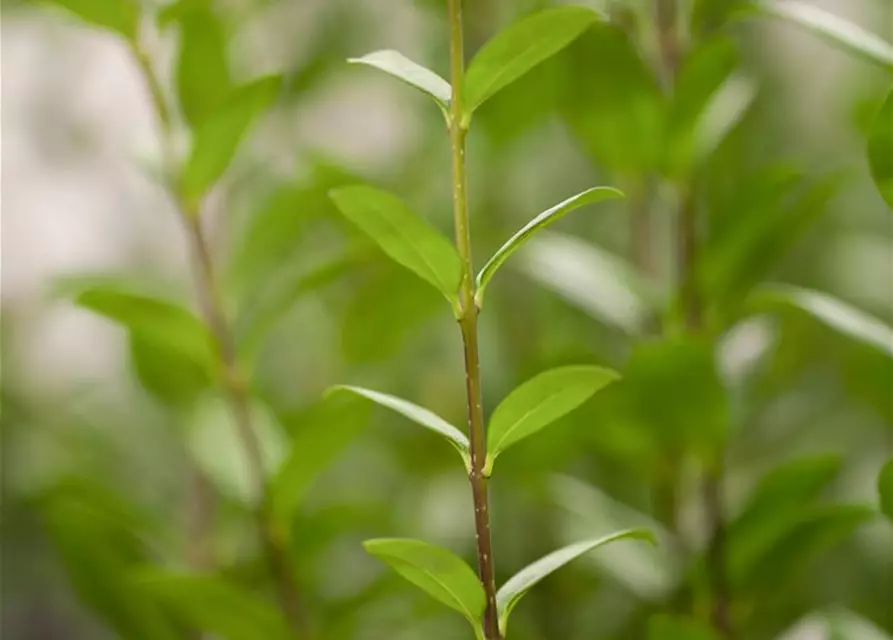 Schwarzgrüner Liguster 'Atrovirens'