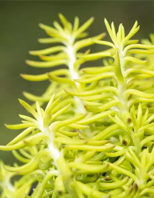 Sedum reflexum