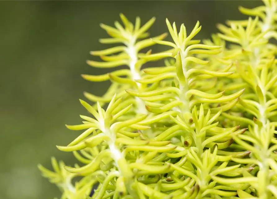 Sedum reflexum