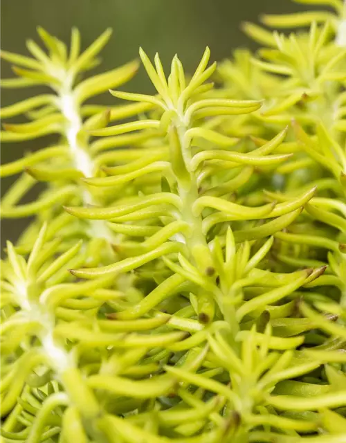 Sedum reflexum