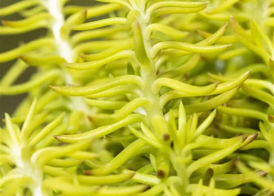 Sedum reflexum