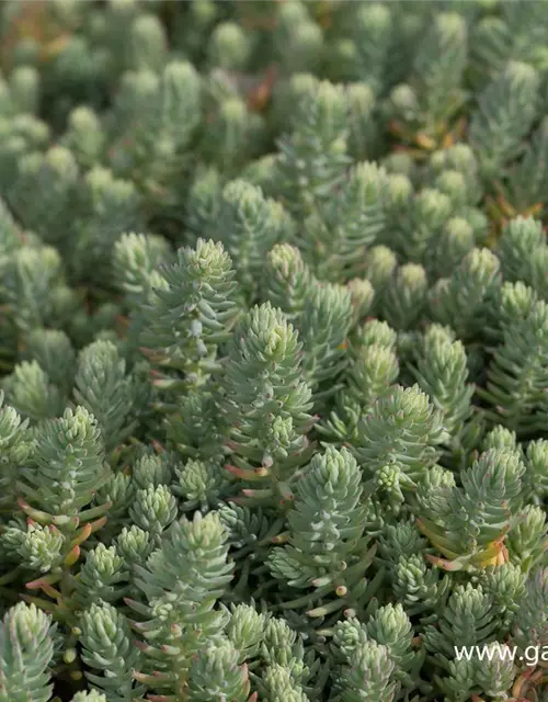 Sedum reflexum