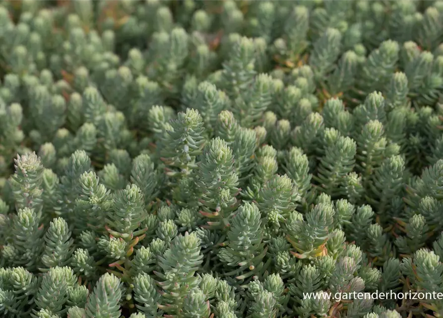 Sedum reflexum