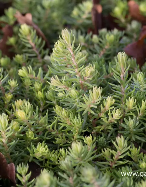 Sedum reflexum