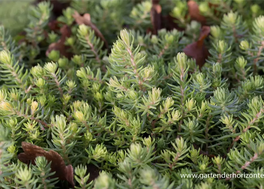 Sedum reflexum