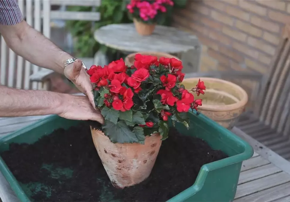 Blumenkübel - Bepflanzen mit Sommerblumen