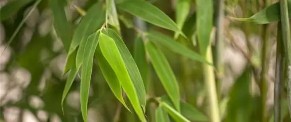 Gräser zurückschneiden – Neue Frisur im Frühjahr