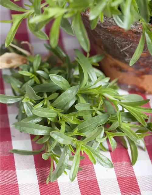 Sommer-Bohnenkraut