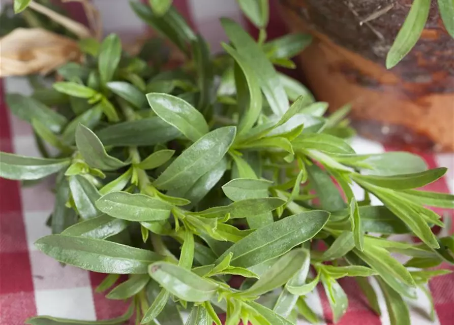 Sommer-Bohnenkraut