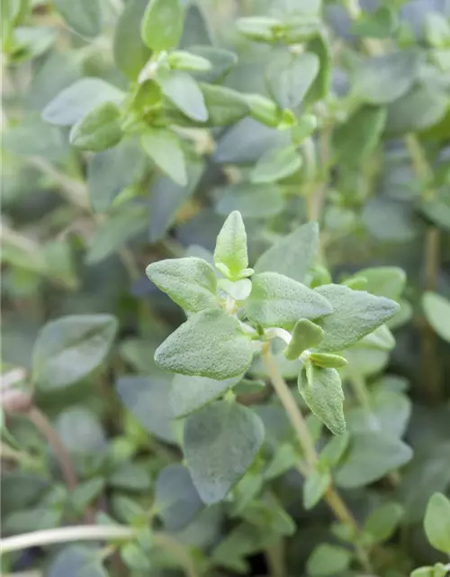 Sommer-Bohnenkraut