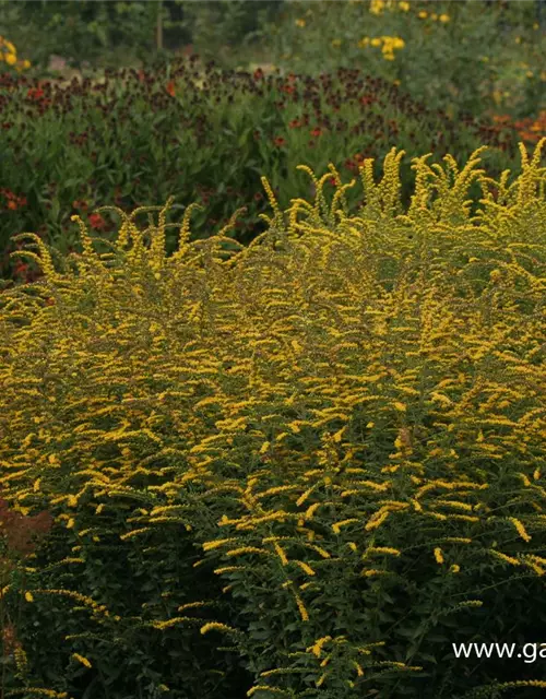 Solidago rugosa 'Fireworks'