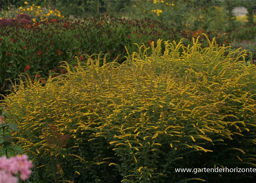 Solidago rugosa 'Fireworks'