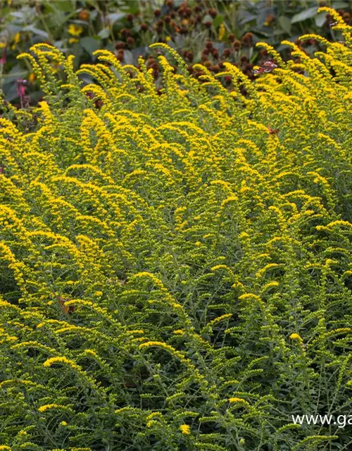 Solidago rugosa 'Fireworks'